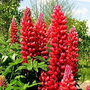 Flower Seeds, Seeds,Seeds For Planting,Plant Seeds