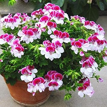 Flower Seeds, Seeds,Seeds For Planting,Plant Seeds