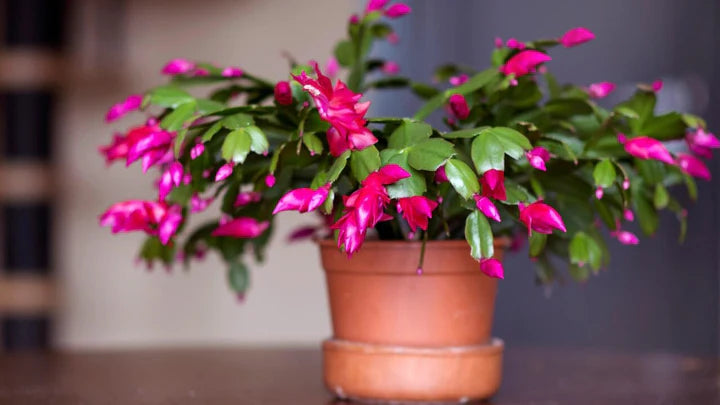 Weihnachtskaktus Flower Seeds for Planting | Heirloom, Non-GMO, High Germination Organic Garden Seeds for Indoor Blooms