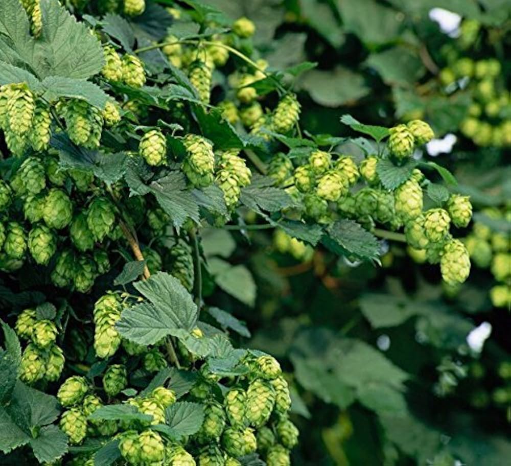 Green Humulus Lupulus Flower seeds for Planting - Cut Flower Favorite, Heirloom &amp; GMO Free Seeds for Home Garden