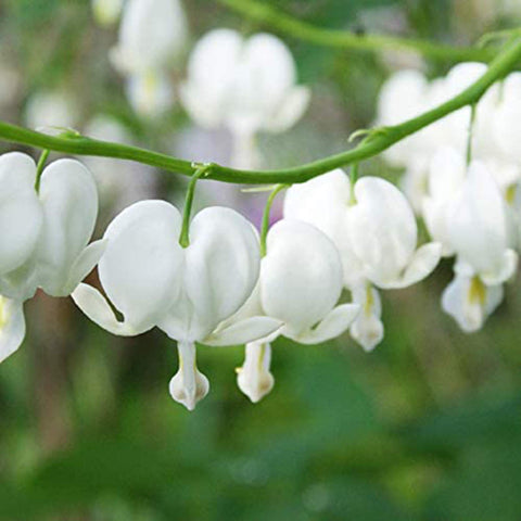 Flower Seeds, Seeds,Seeds For Planting,Plant Seeds