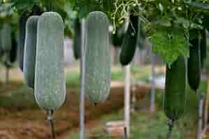 Super Big Winter Melon Seeds for Planting – Heirloom & Non-GMO Vegetable Seeds for Giant Fruit Gardens