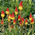 Poker Flower Seeds for Planting – Low Maintenance, Heirloom, Non-GMO Seeds for Home Garden