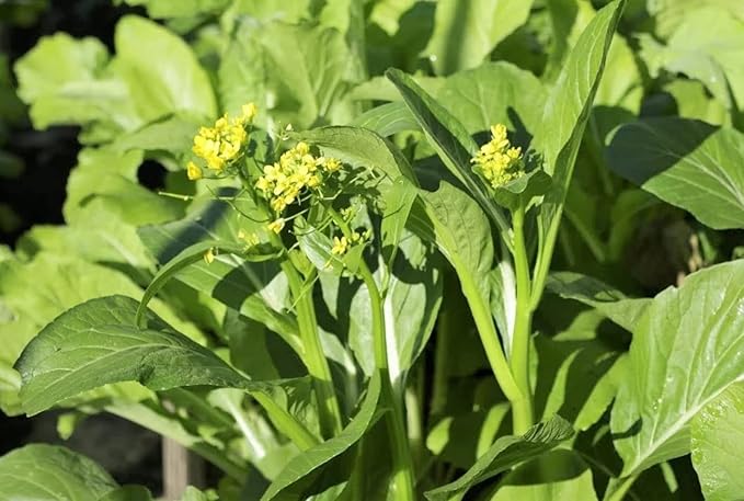 Choy Sum Seeds for Planting – Heirloom, Non-GMO, Tender Asian Leafy Green Vegetable – High Germination