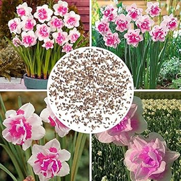 Flower Seeds, Seeds,Seeds For Planting,Plant Seeds