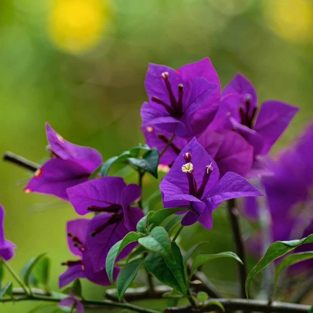 Violet Bougainvillea Flower Seeds for Planting – Premium Quality, Heirloom, Non-GMO, High Germination Organic Garden Seeds