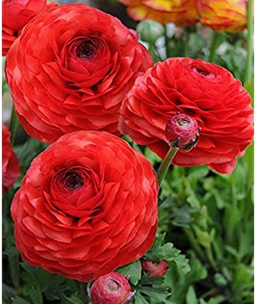 Flower Seeds, Seeds,Seeds For Planting,Plant Seeds