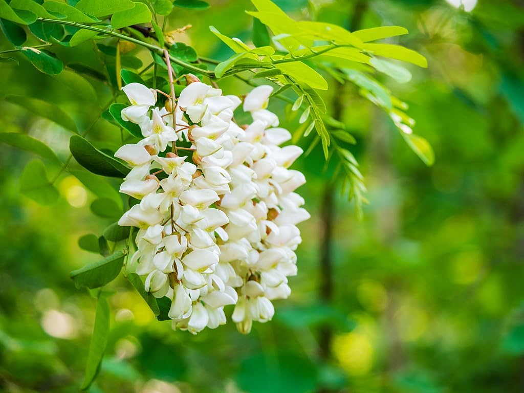 Pagoda Flower Seeds for Planting – Exotic Clerodendrum Paniculatum Blooms