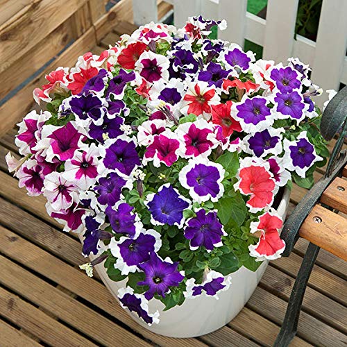 Multi-Colour Starry Petunia Flower Seeds for Planting – Heirloom, Non-GMO, Pollinator Friendly