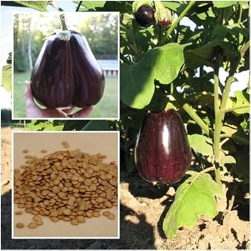 Vegetable Seeds,Garden seeds, Seeds For Planting,Plant Seeds