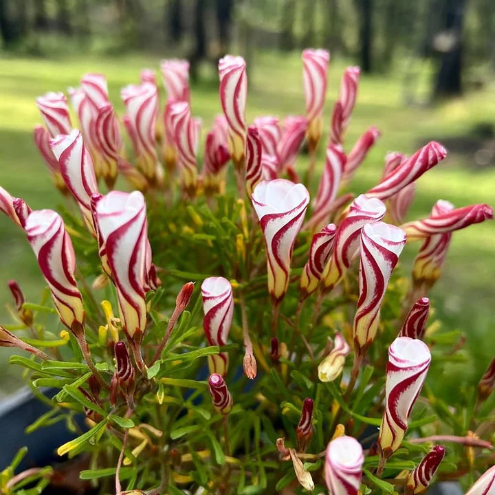 Oxalis Versicolor Flower Seeds for Planting – Heirloom, Non-GMO, High Germination Organic Garden Seeds