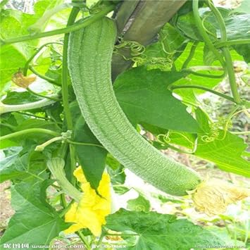 Vegetable Seeds,Garden seeds, Seeds For Planting,Plant Seeds