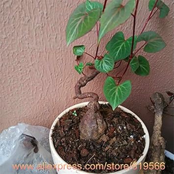 Flower Seeds, Seeds,Seeds For Planting,Plant Seeds