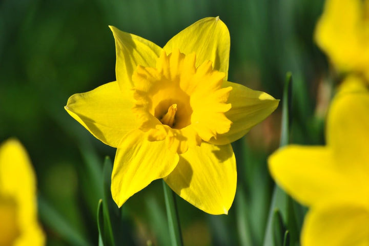 Flower Seeds, Seeds,Seeds For Planting,Plant Seeds