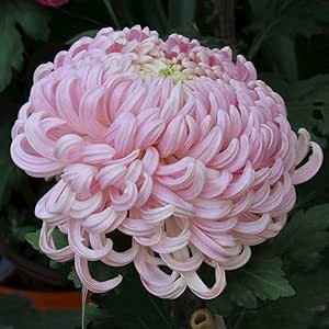 Pink Chrysanthemum Flower Seeds for Planting – Heirloom, Non-GMO, High Germination, Organic Garden Seeds