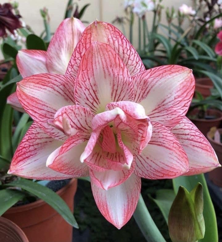 Soft Pink Amaryllis Flower Seeds for Planting – Heirloom Non-GMO Organic Garden Seeds