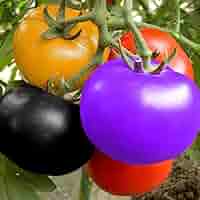 Rainbow Tomato Vegetable Seeds for Planting – Heirloom &amp; Non-GMO Garden Seeds for Colorful Harvests