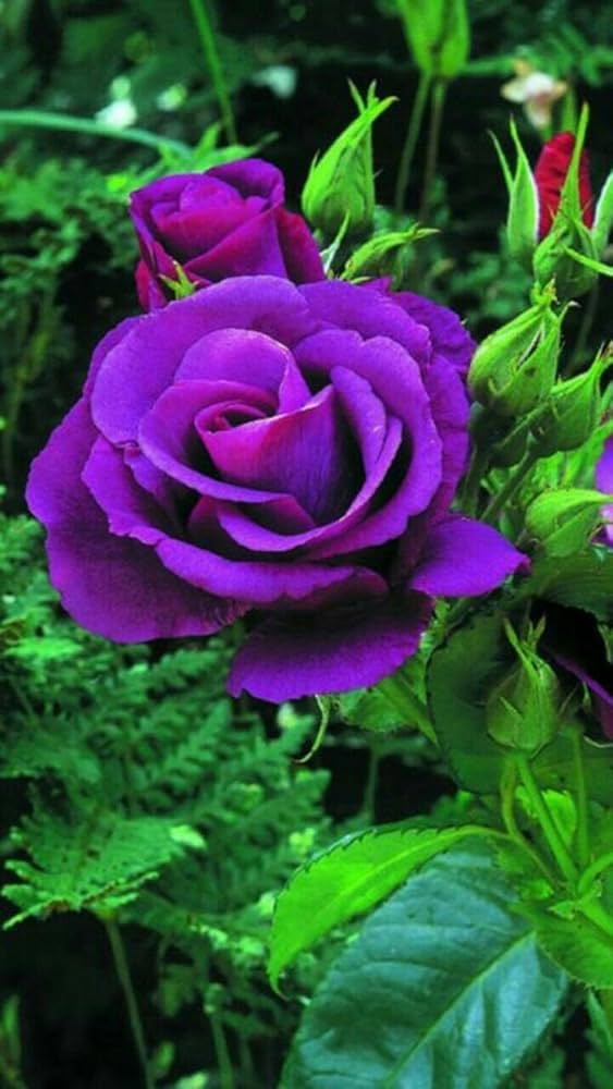 Dark Violet Green Rose Flower Seeds for Planting – Heirloom, Non-GMO, High Germination Organic Garden Seeds