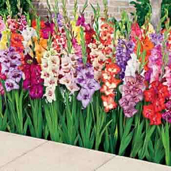 Peach Gladiolus Flower Seeds – Heirloom, Non-GMO, High Germination Organic Garden Seeds for Planting