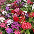 Mixed Verbena Flower Seeds for Planting – Heirloom & Non-GMO Blooms for Borders, Hanging Baskets & Pollinator Gardens