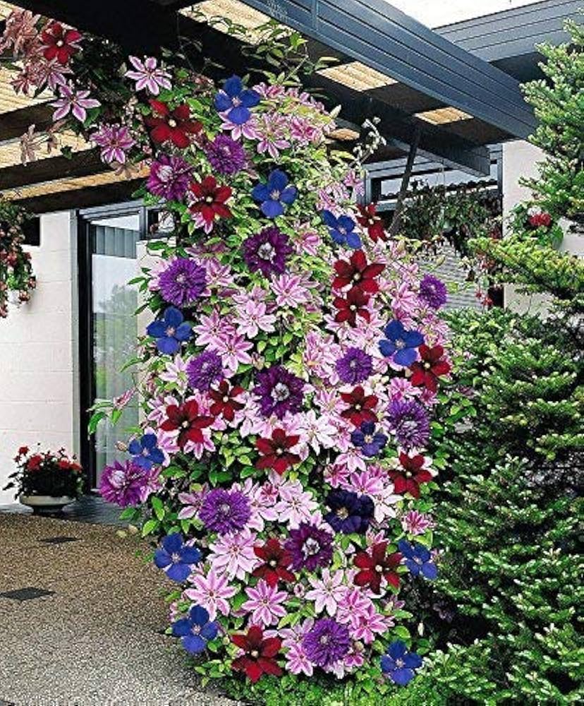 Mixed Colors Clematis Vines Perennial Climbing Flower Seeds for Planting – Heirloom Non-GMO Organic Garden