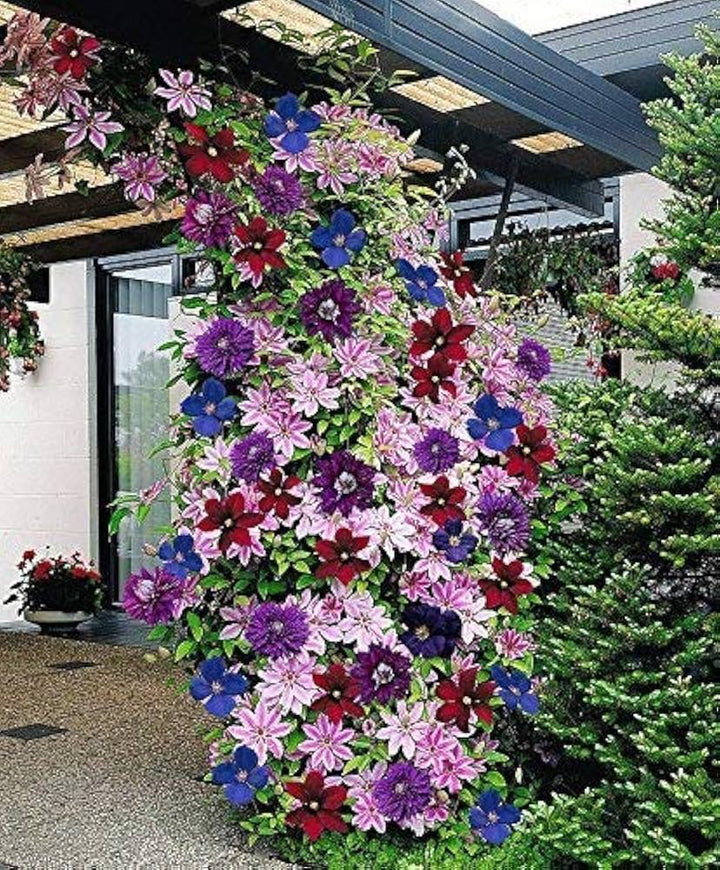 Mixed Colors Clematis Vines Perennial Climbing Flower Seeds for Planting – Heirloom Non-GMO Organic Garden