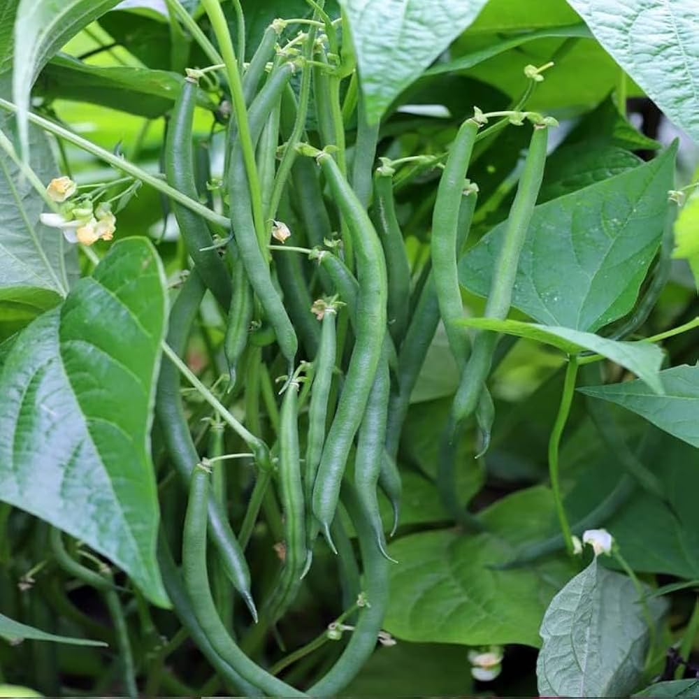 Green Tepary Bean Vegetable Seeds for Planting – Heirloom & Non-GMO Seeds for Drought-Tolerant Protein-Rich Crops