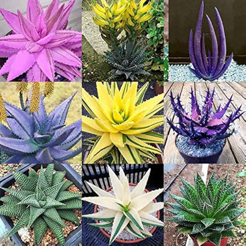 Flower Seeds, Seeds,Seeds For Planting,Plant Seeds