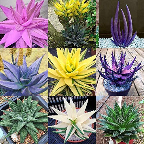 Mixed Color Aloe Vera Seeds for Planting – Heirloom, Non-GMO, High Germination Organic Garden Seeds