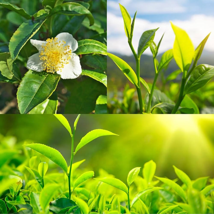 Green Camellia Sinensis Flower Seeds for Planting – Heirloom Non-GMO Fragrant Blossoms Organic Garden Seeds