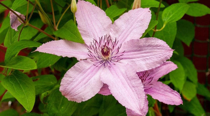 Flower Seeds, Seeds,Seeds For Planting,Plant Seeds