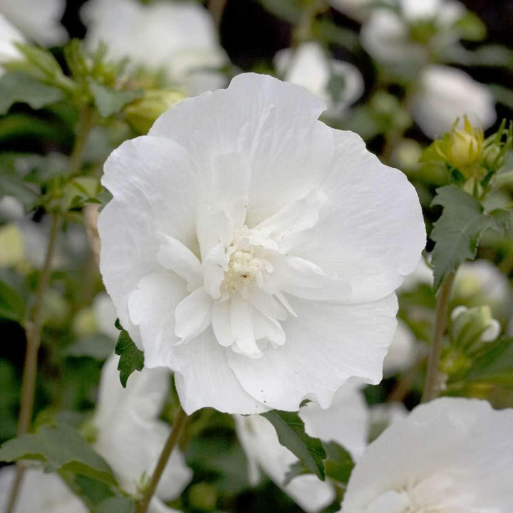 Flower Seeds, Seeds,Seeds For Planting,Plant Seeds