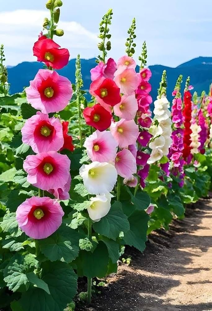 Mixed Hollyhock Flower Seeds – Non-GMO, Heirloom Garden Seeds for Vibrant Blooms