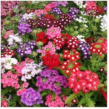 Flower Seeds, Seeds,Seeds For Planting,Plant Seeds