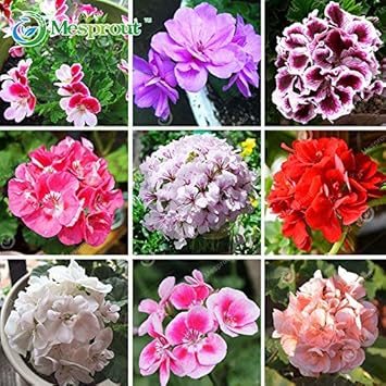 Flower Seeds, Seeds,Seeds For Planting,Plant Seeds