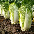 Chinese Cabbage Napa Seeds – Heirloom, High Yield, Fast Growing Vegetable Seeds