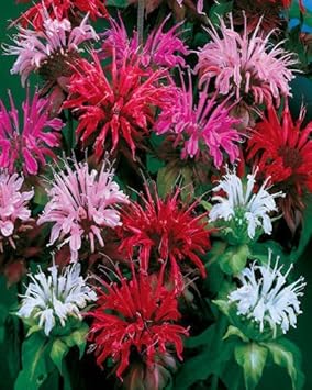 Flower Seeds, Seeds,Seeds For Planting,Plant Seeds