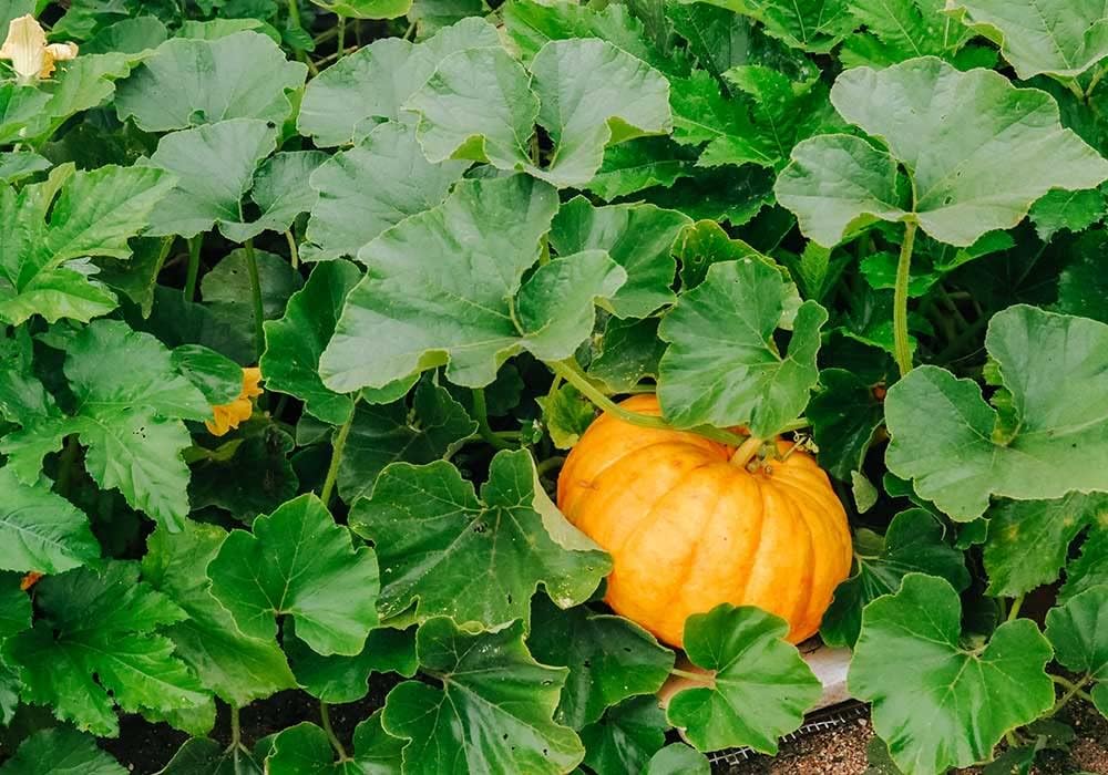 Yellow Jamaican Pumpkin Vegetable Seeds for Planting – Heirloom, Non-GMO Vegetable Seeds