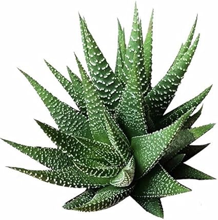White Succulent Aloe Vera Herb Seeds for Planting – Heirloom, Non-GMO Ideal for Containers
