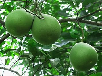 Fruit Seeds,Garden seeds, Seeds For Planting,Plant Seeds