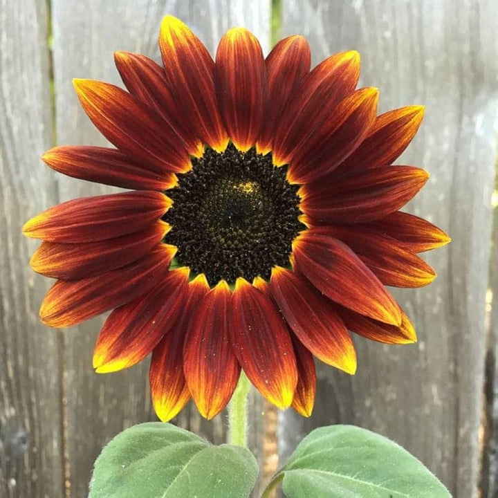 Brown Sunflower Flower Seeds for Planting – Heirloom, Non-GMO, Shade-Tolerant Garden Seeds