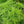 Vegetable Seeds,Garden seeds, Seeds For Planting,Plant Seeds