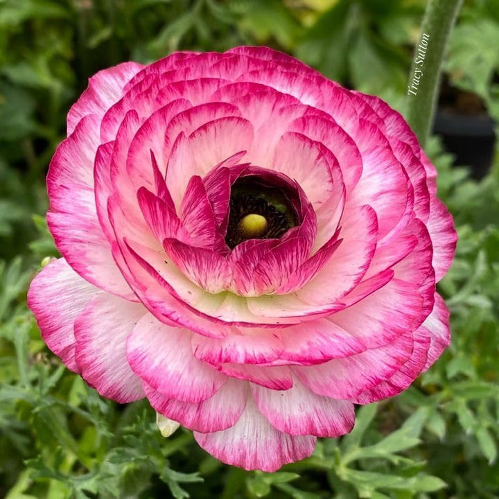 White Pink Ranunculus Flower Seeds – Pollinator Friendly, Heirloom & Non-GMO for Home Garden