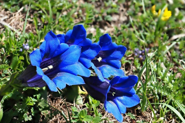 Flower Seeds, Seeds,Seeds For Planting,Plant Seeds