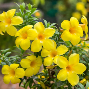 Flower Seeds, Seeds,Seeds For Planting,Plant Seeds