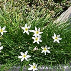 Flower Seeds, Seeds,Seeds For Planting,Plant Seeds