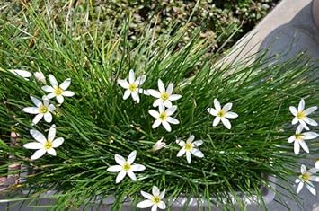 Flower Seeds, Seeds,Seeds For Planting,Plant Seeds