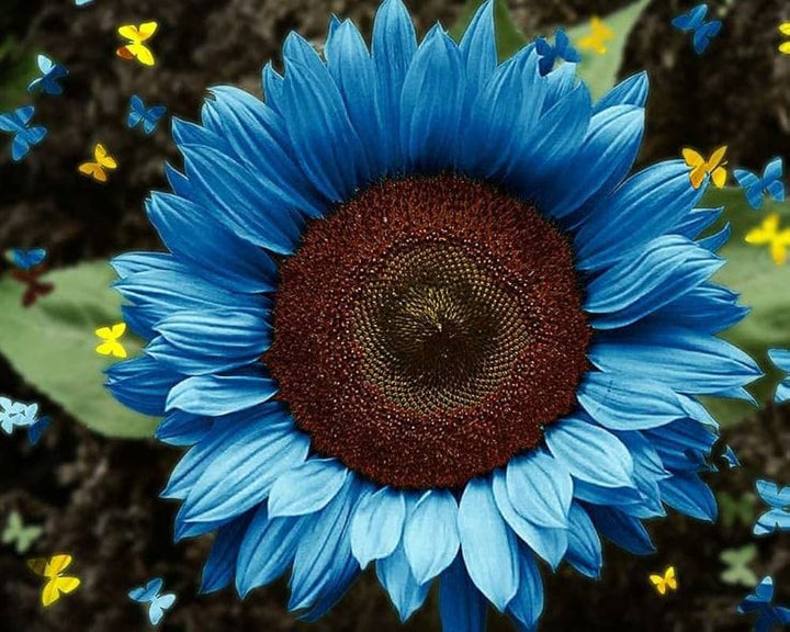 Ocean Blue Sunflower Flower Seeds for Planting – Heirloom, Non-GMO, High Germination Garden Seeds