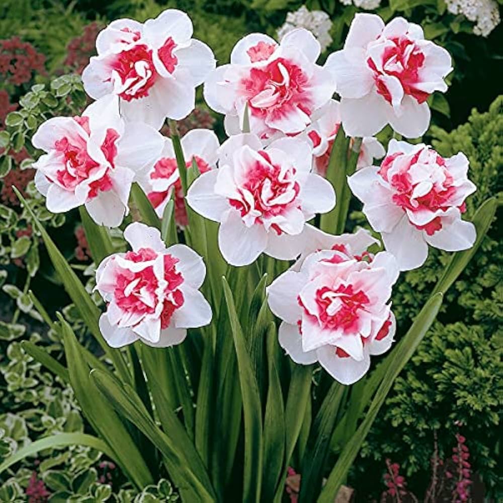 White Pink Narcissus Flower Seeds for Planting – Heirloom, Non-GMO, High Germination Seeds