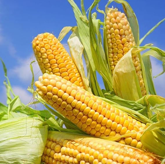 Sweet Corn Golden Bantam Seeds – Non-GMO, Heirloom, High-Yield Sweetcorn Variety